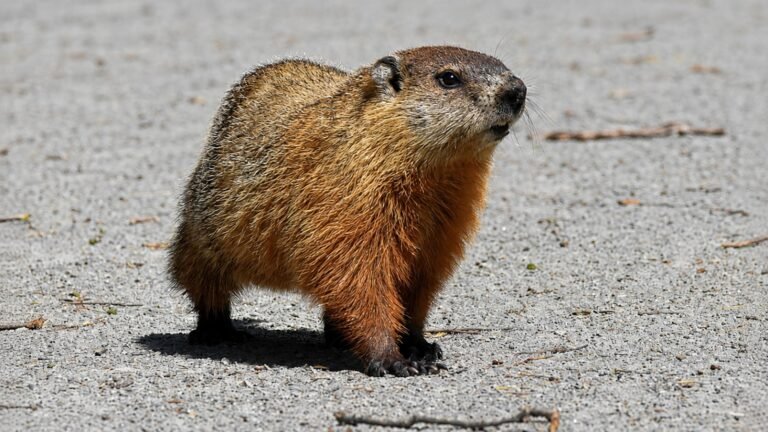 Rabid Groundhog Attack in New Jersey Leads to Emergency Rabies Treatment for Homeowner