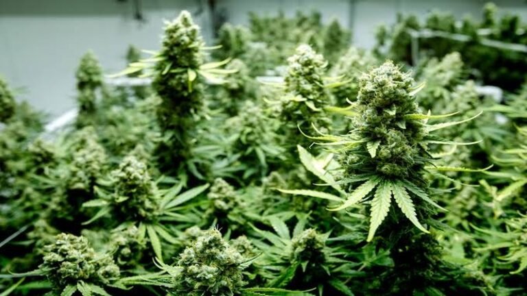 NJ Cannabis Company Challenges State Rule Requiring Union Agreements