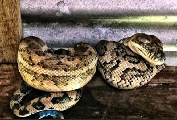 8-Foot Python Found Under a New Jersey Shed—Then X-Rays Revealed What It Had Swallowed